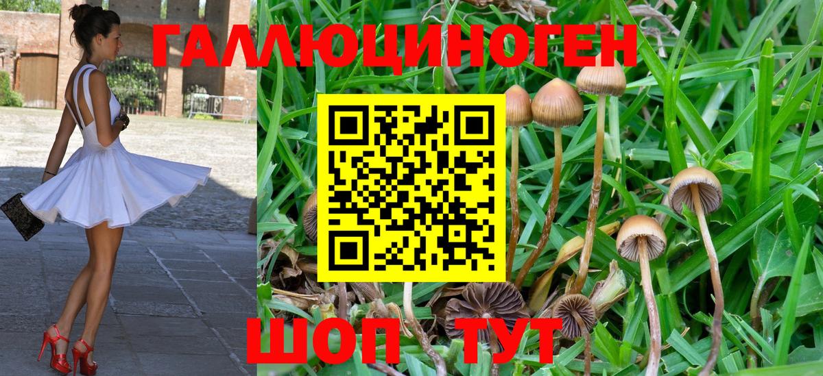 Барабинск  Псилоцибиновые грибы прущие грибы  Вход с VPN 